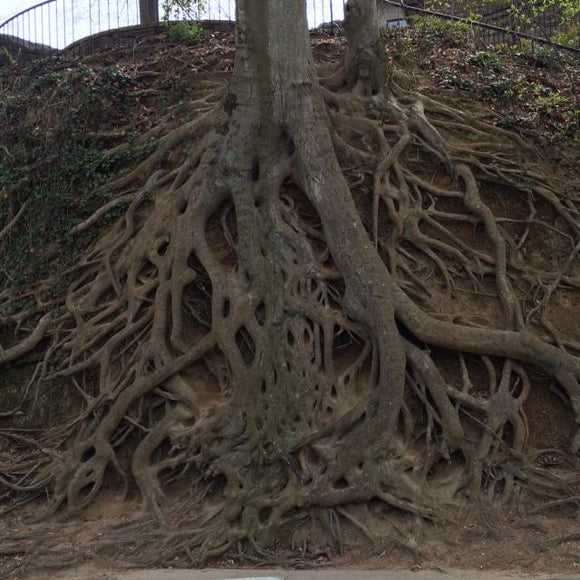 Tree Roots - Greenville, South Carolina